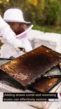 Spring Buildup in Honey Bee Colonies: Support Growth Without Forcing It.