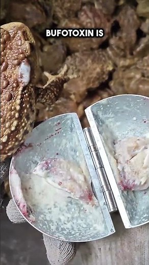 Why and How Bufotoxin Is Collected from Toads #shorts