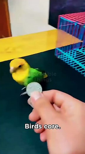 Birds Core #birds #animals #facts #funny | Incredible Things