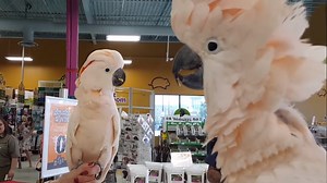 Two Boisterous Cockatoos Hilariously Scream and Cluck at Each Other When They Meet in a Pet Store