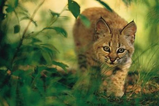 Major Characteristics of the American Bobcat