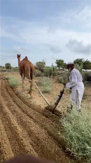 اِستِخدامُ الجَمَلِ فِي الصَّحراءِ