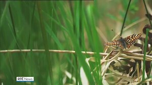 22K views · 281 reactions | Community groups in east Galway are showcasing the benefits of a bog restoration programme. Since turf-cutting there ended almost a decade ago, conservation work has been under way to boost native wildlife and tackle carbon emissions. | Read: https://bit.ly/2NRo22I | RTÉ News | Facebook