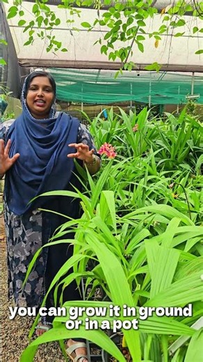 Limited Stock of Ground orchids