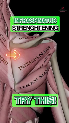“The Posterior Cuff Everyone Ignores” ❌ You’re training shoulders — but not the one muscle keeping your joint centered. The infraspinatus is a rotator cuff stabilizer that controls external rotation. If it’s weak, your delts and traps take over. And that’s when the clicking, pain, and breakdown start. 🔥 Why It Matters: 🎯 Controls ER = Clean shoulder motion under load 💥 Reinforces Posterior Cuff = Reduces anterior shoulder stress 📉 Neglected Muscle = Compensation, pain, and failed mechanics �
