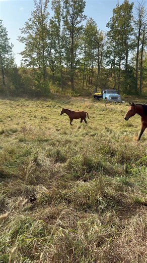14K views · 20 reactions | Lakeland College SMF Equine Unit on Reels | Facebook