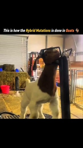 SCIENCE | FACTS | BEYOND | HISTORY | on Instagram: "🐐✨ This is how hybrid mutation is done in goats! 🔬 Through selective breeding and modern genetics, scientists can combine traits—like stronger immunity, higher milk yield, or faster growth. DNA editing tools such as CRISPR allow precise changes, making farming more efficient. 🤯 What looks like science fiction is actually real biotechnology shaping the future of agriculture. Would you support hybrid animals if it improves food security? 🌍 #S