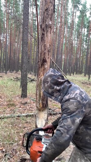 2K views | #cuttingskills #tree #chainsaw | Romano | Facebook