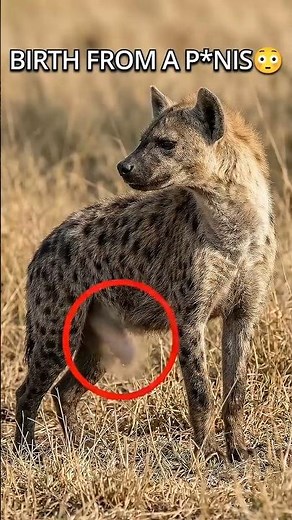 This Female Animal Has Male Organs 😳