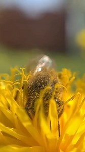 DYK static electricity actually attracts pollen to bees? 🐝 🌼 The static electric charge that builds up on the bee's body while it flies greatly increases its pollen collecting efficiency. Flowers are electrically connected to the earth and pick up a negative charge through electrostatic induction. Bees pick up a positive charge as they fly through the air. The bee’s body surface charge appears to facilitate pollination since flowers are negatively charged and bees are positively charged Read m
