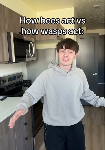 Average Bee vs Wasp Interaction: A Comedy Skit