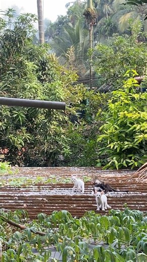 പൂച്ചസാർ