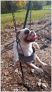 This adorable pit bull loves to swing! | storyful