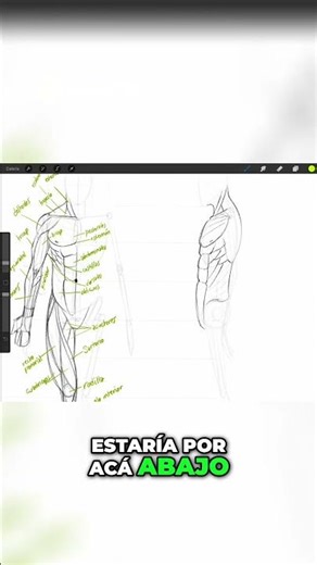 Anatomy of the Neck and Torso: Everything you need to know!