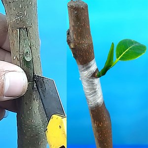 128K views · 2K reactions | Jackfruit Tree easy grafting process | Rana Craft | Facebook