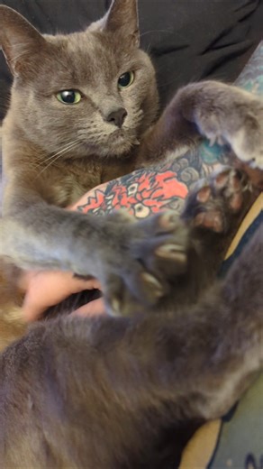 peace not happiness 💕 #adoptstrays #catshorts #selfcare #growth #selfimprovement #neko #cutekawaii