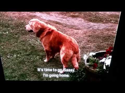 Homeward Bound the incredible journey, The journey begins