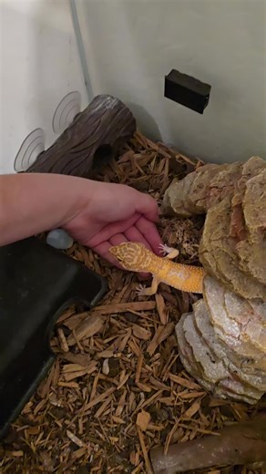 Exploring the World of Leopard Geckos