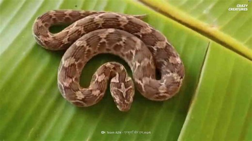 The chilling sound that reveals a deadly viper nearby