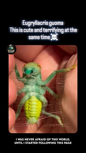 WildSide.Planet on Instagram: "🦗 Meet the rare cricket ! "Eugryllacris guomashan"‼️ - This species is a raspy cricket (family Gryllacrididae), a primitive group of orthopterans that split early from true crickets and katydids. Native to southern China, it inhabits humid forest floors, rock crevices, and decaying wood, where light rarely reaches. Unlike most crickets, Eugryllacris does not rely on calling songs to communicate. Instead, it uses substrate vibrations and physical contact, making it