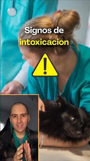 🚨 Signs of POISONING in dogs