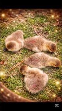 এত ছোট রাজ হাঁস ঘাস খাচ্ছে! 😲🦆 | Duck Baby Shorts #Duckling #Shorts #rajhash #foryou #hasherkhamar