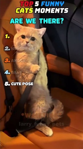 Top 5 Silly Funny Cats Moments 😸😹