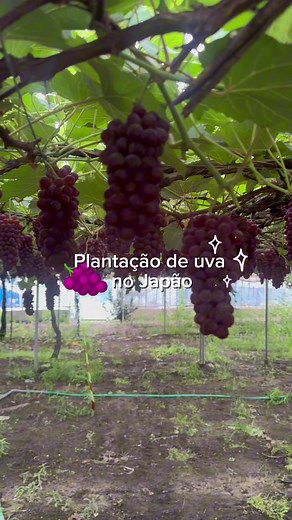 Plantação de Uva no Japão: Avariações e Curiosidades