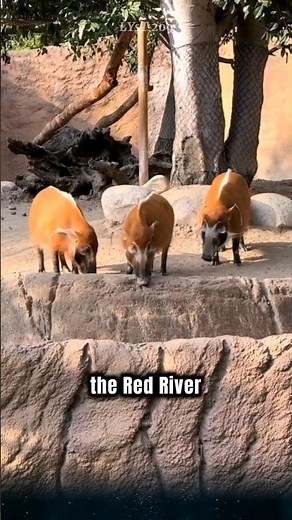 Red River Hog, the most dapper pig species in nature, that you might not know about.. #animals