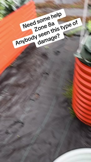 Identifying Garden Damage in Zone 8a