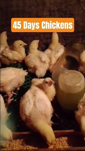 45 Days Chickens Feeding at Night | Backyard Chicken Farming