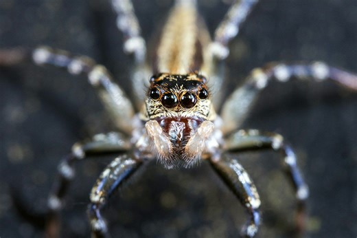 The evolutionary reason spiders have eight eyes