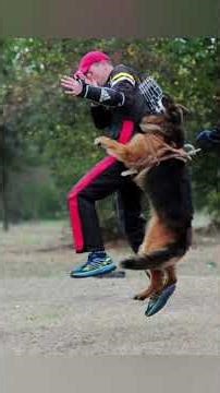 📺 MOJA DROGA: OD MARZENIA DO RZEMIOSŁA Dogs for Personal Protection Poland Sylwester Żołyński