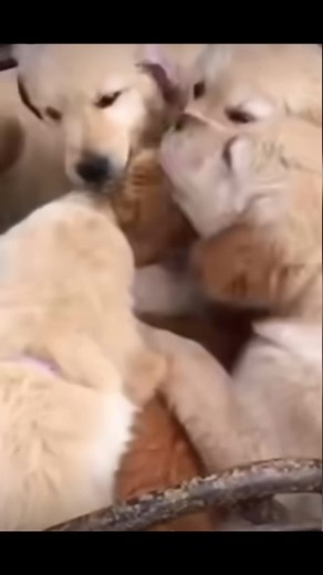 nooo #cat #funny #tiktok @TikTok @tiktok creators