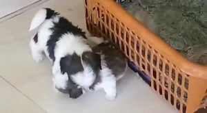 4.4K views · 98 reactions | Tri Colour Lhasa Apso Male Puppies Looking for Sweet Home  ☎️ | Bosky's Kennel - India | Facebook