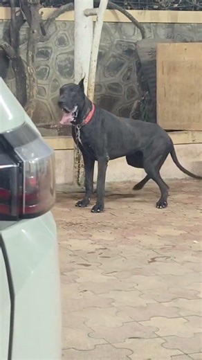 Quality Great dane black puppy available pune maharashtra call me 7050636363💉1 vaccine Dan💉