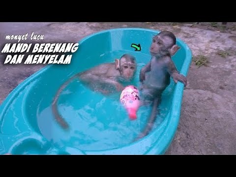 Monyet kecil jinak lucu lagi mandi berenang dan menyelam 🙉