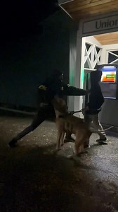 42K views · 728 reactions | Are Pitbulls the best protection dogs with proper training? He’s impressive! #reels #dog #viral #protection | I am the HULK | Facebook