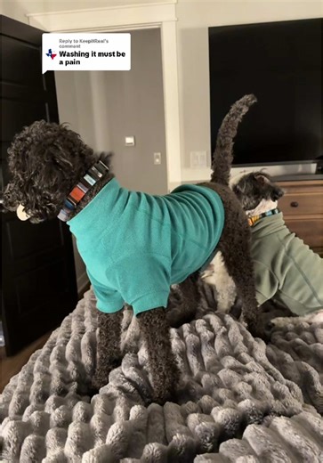 Best Washable Blankets for Dog Owners