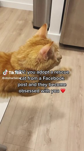 Sweet Boy Charlie Cat | Cat Adoption Story on Facebook