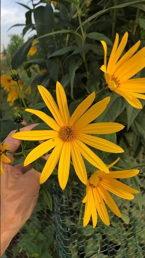 Sunchokes. An edible, majestic and beautiful plant. #vegetablegardening #gardening #garden