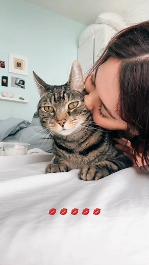 Adonis Sugar Kitty | Diabetes Ambassador 💙 on Instagram: "Here I had already given him high carbs food that would raise his glucose 🙏😻 and continued to monitor him – the complete day –. It’s important to monitor and to listen to them, sometimes Adonis asks for a test when dropping. Here he just asked so he would get more of the good stuff (high carb food!) and Treats of course, he has some diabetic friendly treats! Diabetes in kitties is like on babies, they can’t tell you if that glucose is