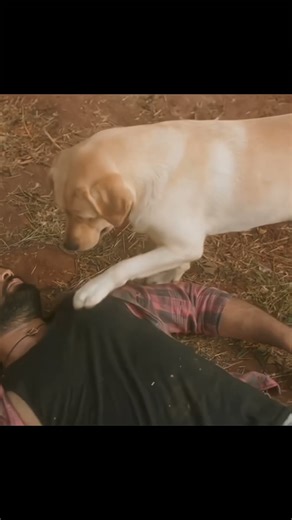 love movie #love #sad #dog #shortsthe real friend ❤️😘 🐕 #love #song #lovemusic #sad #movie #dog