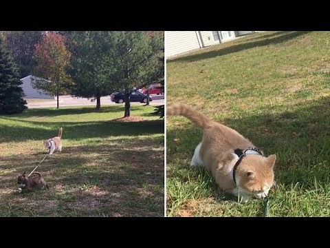 Puppy Walks Cat On Leash
