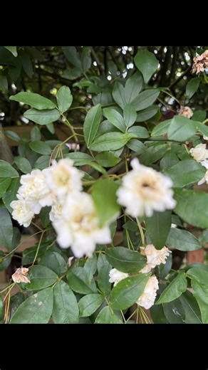 Sll flowers theres a meaning snd there is an origin | Cdm Char | Facebook