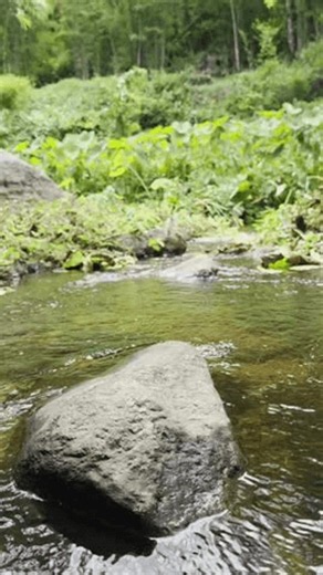 clip-4105343373-small-stream-big-forest