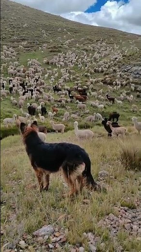 The German Shepherd's impossible mission: guarding alpacas in the Peruvian Andes #challenge #animals