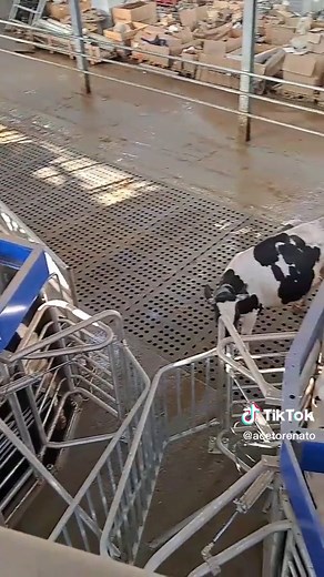 Inside a Modern Dairy Farm with Holstein Friesians