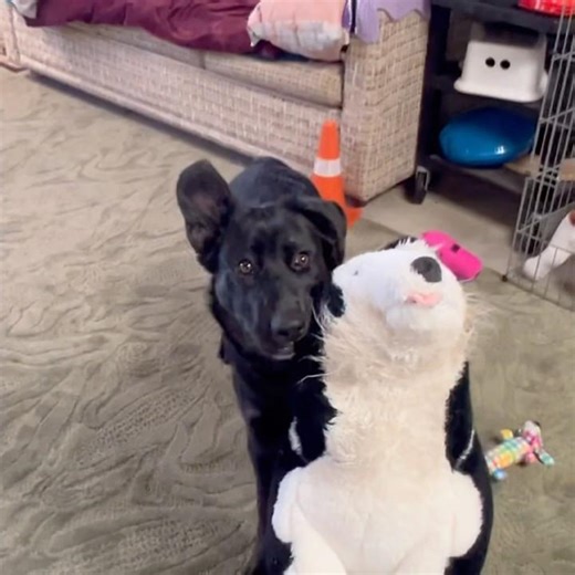 Most Puppy Problems are actually normal puppy behavior. #UnderstandingChangesEverything.