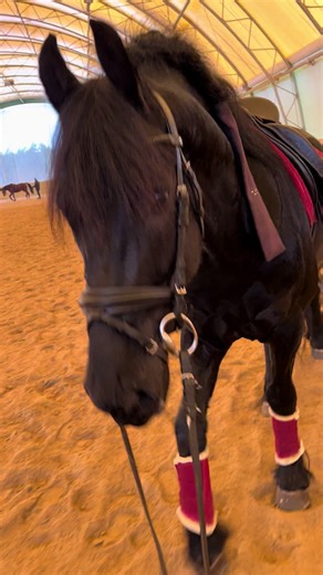 Effective Horse Training Techniques for Beginners